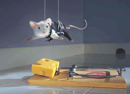 Tiere-MissionImpossible