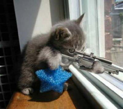 cat_sniper
